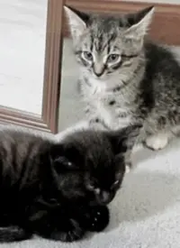 《纪录片：萌宠记》：治愈系萌宠大赏，带你走进毛茸茸小可爱的内心世界！